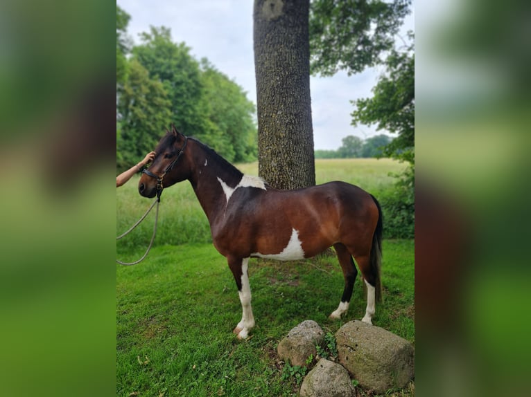 Paso Fino Hongre 6 Ans 137 cm Pinto in Warendorf