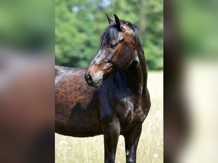 Paso Fino Hongre 6 Ans 148 cm Bai brun foncé in Wiesentheid