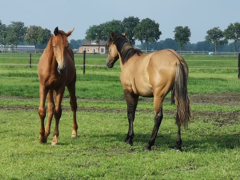 Paso Fino Croisé Hongre 6 Ans 159 cm Dunalino in St. Willebrord