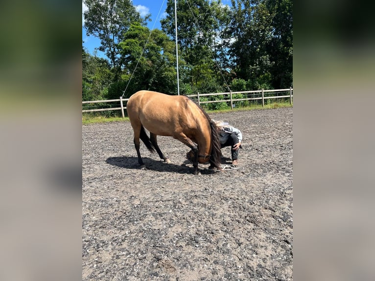 Paso Fino Croisé Hongre 6 Ans 159 cm Dunalino in St. Willebrord