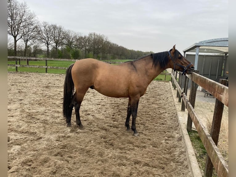 Paso Fino Croisé Hongre 6 Ans 159 cm Dunalino in St. Willebrord