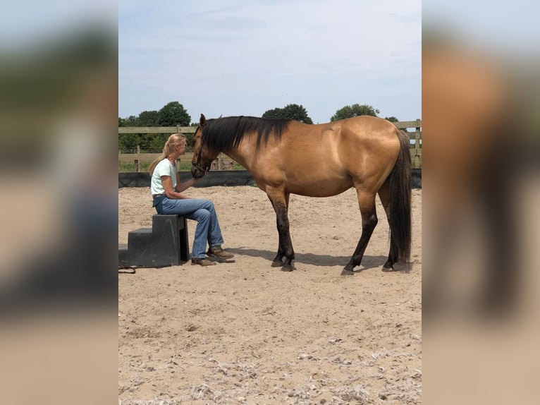 Paso Fino Croisé Hongre 6 Ans 159 cm Dunalino in St. Willebrord