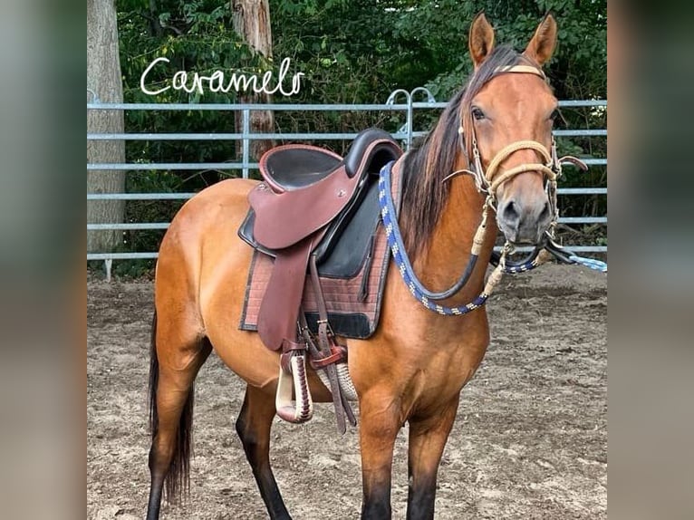 Paso Fino Hongre 8 Ans 148 cm Isabelle in Contrazy