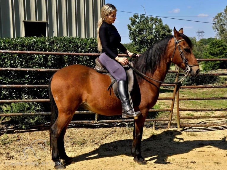 Paso Fino Hongre 9 Ans 142 cm Bai cerise in Lancaster, SC