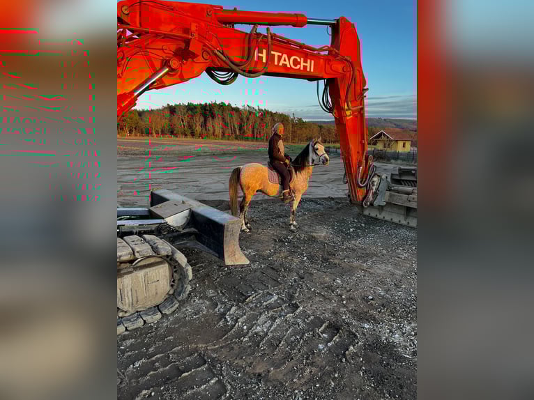 Paso Fino Hongre 9 Ans 150 cm in Wiesentheid