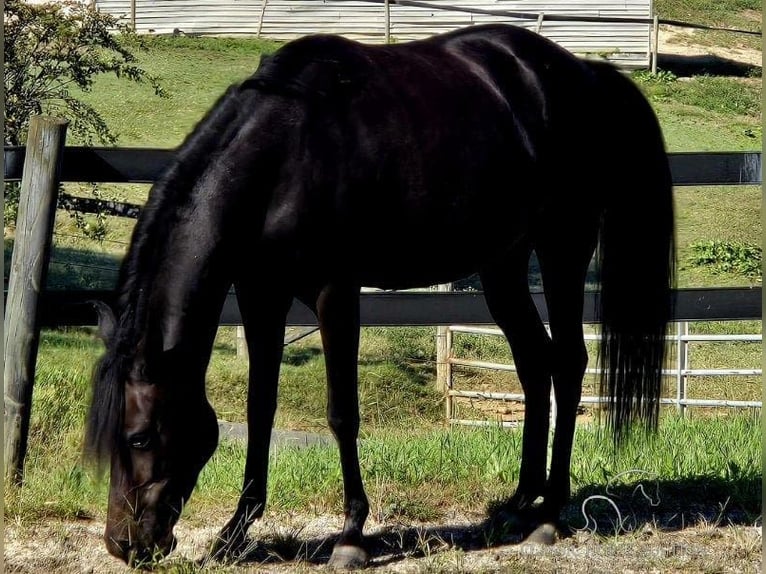 Paso Fino Jument 10 Ans 142 cm Noir in Lancaster, SC