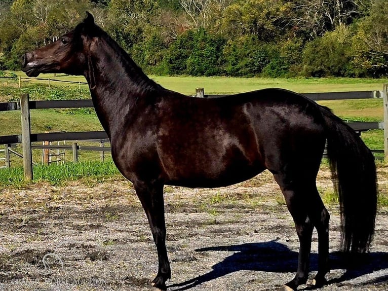 Paso Fino Jument 10 Ans 142 cm Noir in Lancaster, SC