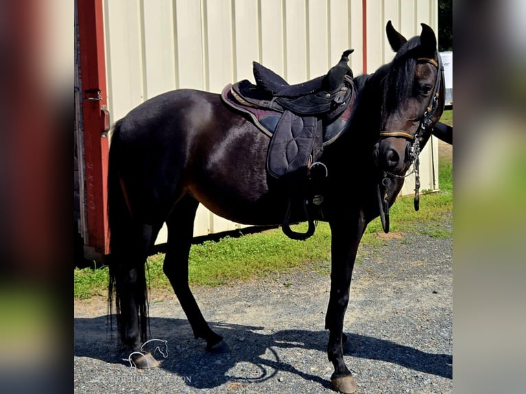 Paso Fino Jument 10 Ans 142 cm Noir in Lancaster, SC