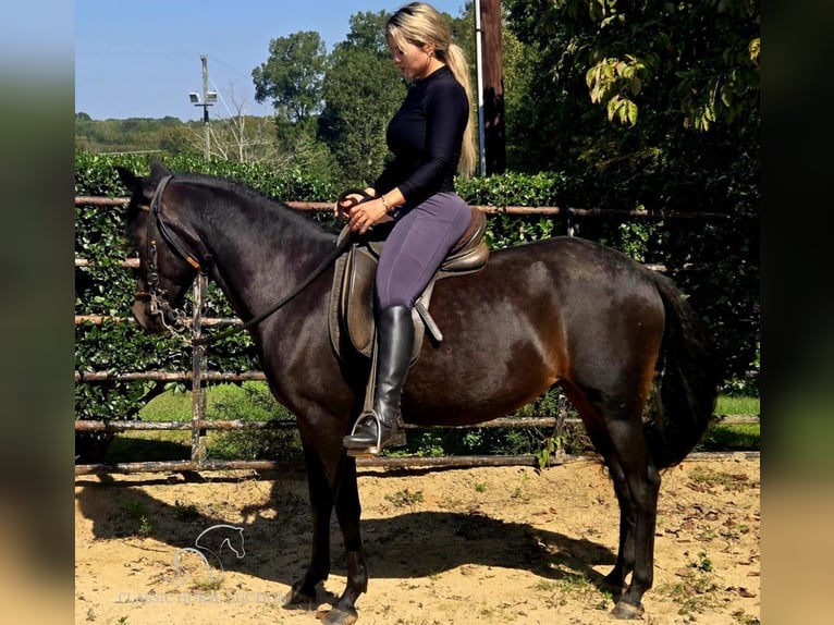 Paso Fino Jument 10 Ans 142 cm Noir in Lancaster, SC