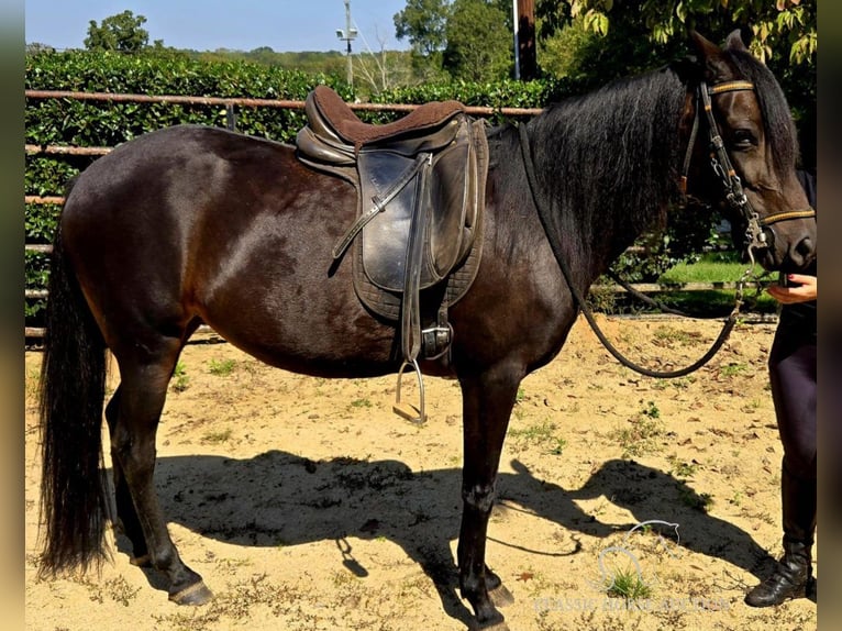 Paso Fino Jument 10 Ans 142 cm Noir in Lancaster, SC