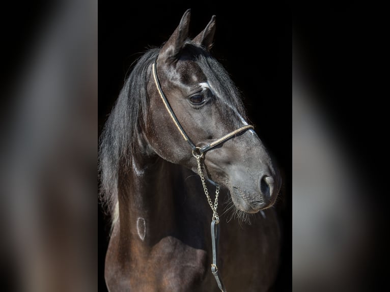 Paso Fino Jument 11 Ans 146 cm Pinto in Aletshausen