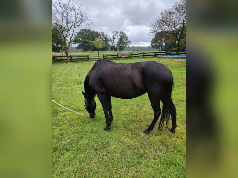 Paso Fino Jument 13 Ans 140 cm Noir in Malle