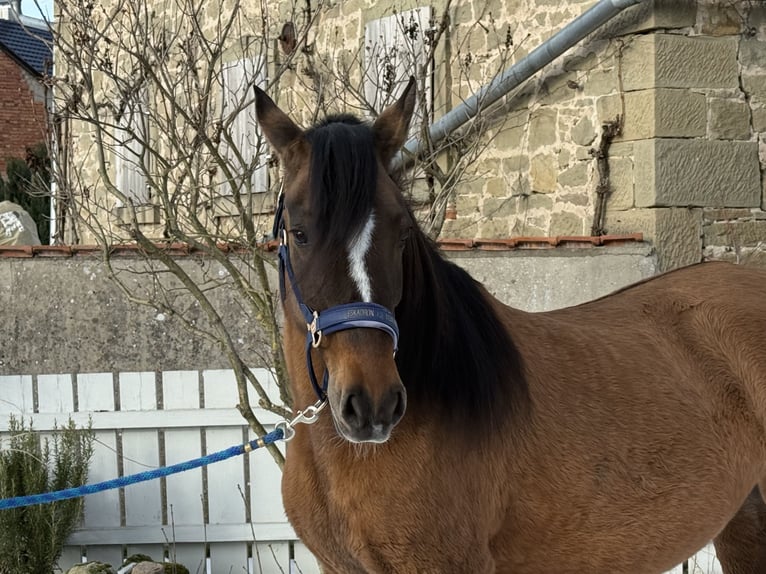 Paso Fino Jument 18 Ans 146 cm  in WiesentheidWiesentheid