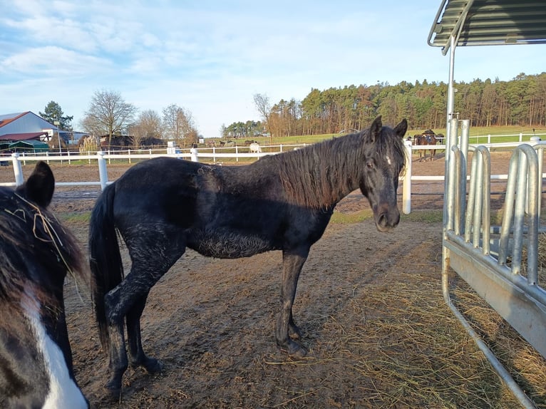 Paso Fino Jument 1 Année 140 cm in WiesentheidWiesentheid
