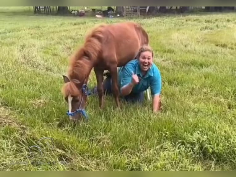 Paso Fino Jument 1 Année 142 cm Alezan cuivré in Poplarville, MS