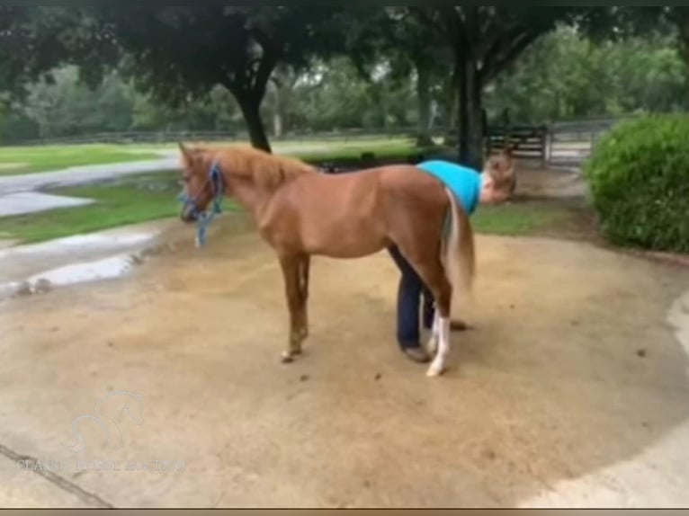 Paso Fino Jument 1 Année 142 cm Alezan cuivré in Poplarville, MS