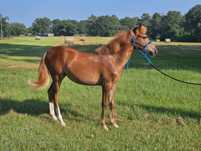 Paso Fino Jument 1 Année 142 cm Alezan cuivré in Poplarville, MS