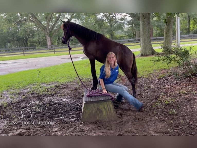 Paso Fino Jument 1 Année 142 cm Bai cerise in Poplarville, MS