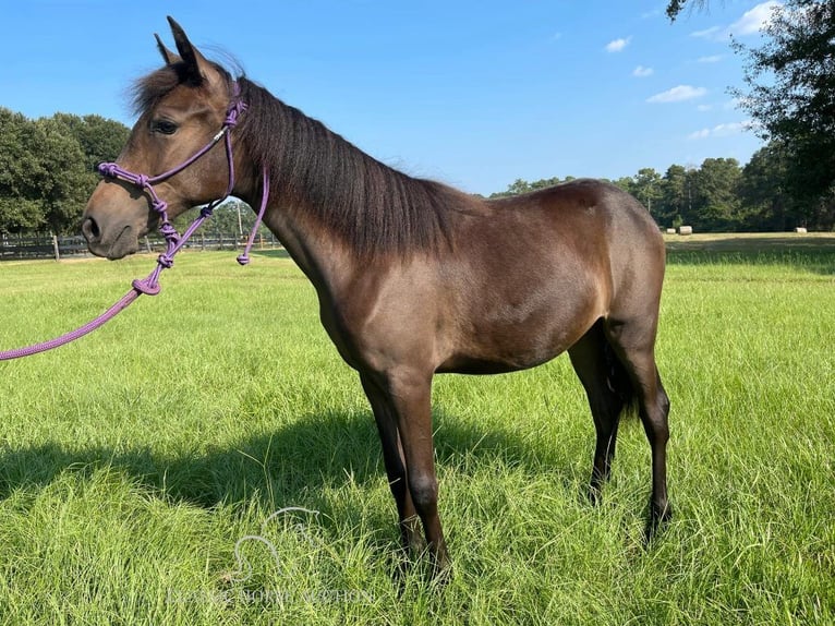 Paso Fino Jument 1 Année 142 cm Bai cerise in Poplarville, MS