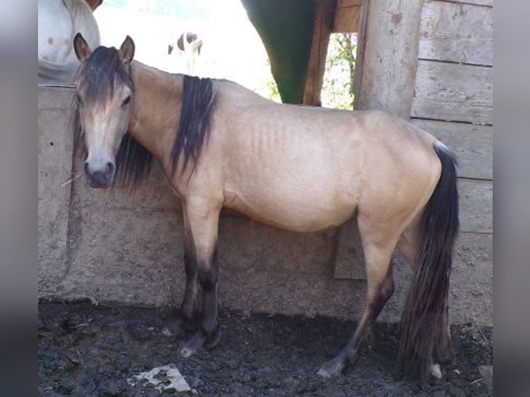 Paso Fino Croisé Jument 2 Ans 125 cm Buckskin in Arnbruck