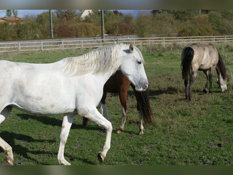 Paso Fino Jument 2 Ans 150 cm in Markt Bibart