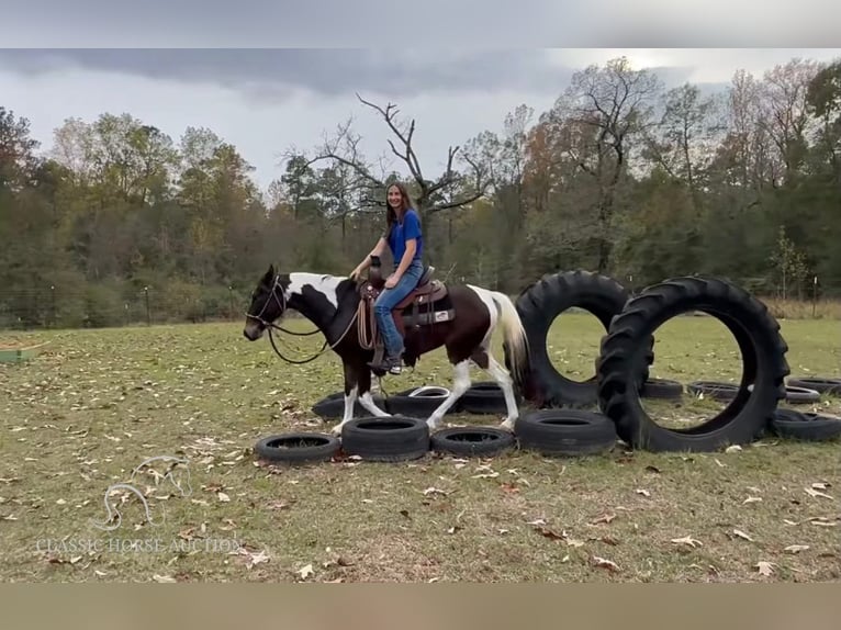 Paso Fino Jument 3 Ans 132 cm Bai cerise in Poplarville, MS