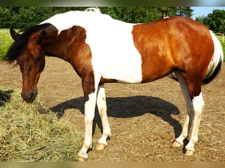Paso Fino Jument 5 Ans 142 cm Bai cerise in Skellefteå