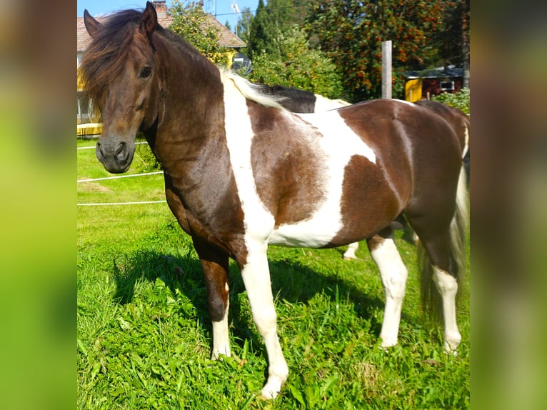Paso Fino Jument 5 Ans 142 cm Bai cerise in Skellefteå