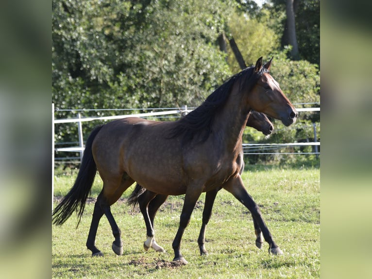 Paso Fino Jument 5 Ans 148 cm Bai in WiesentheidWiesentheid