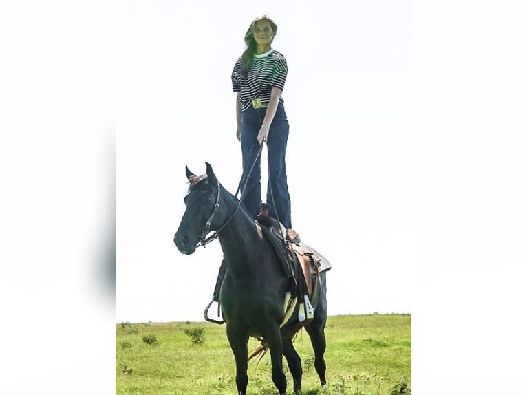 Paso Fino Jument 6 Ans 141 cm Noir in Wichita Falls