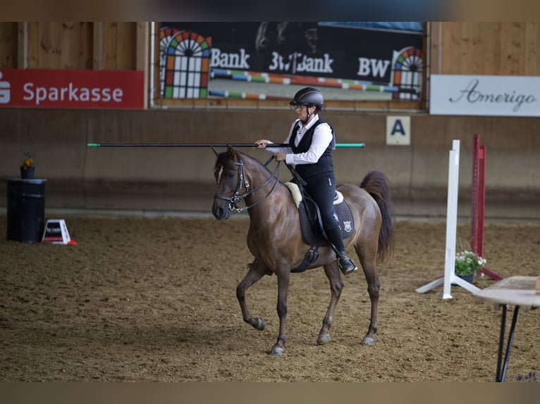 Paso Fino Jument 6 Ans 142 cm Alezan brûlé in Aletshausen