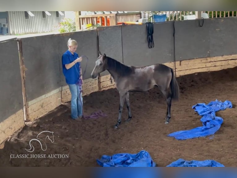 Paso Fino Jument Poulain (01/2024) 142 cm Bai cerise in Poplarville, MS