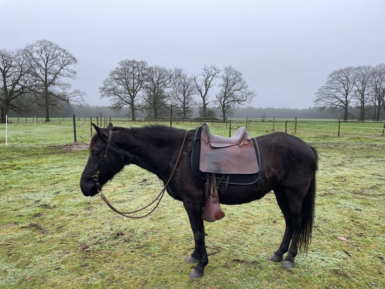 Paso Fino Klacz 13 lat 140 cm Kara in Malle