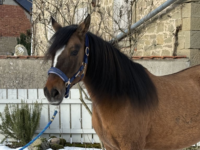 Paso Fino Klacz 18 lat 146 cm in WiesentheidWiesentheid