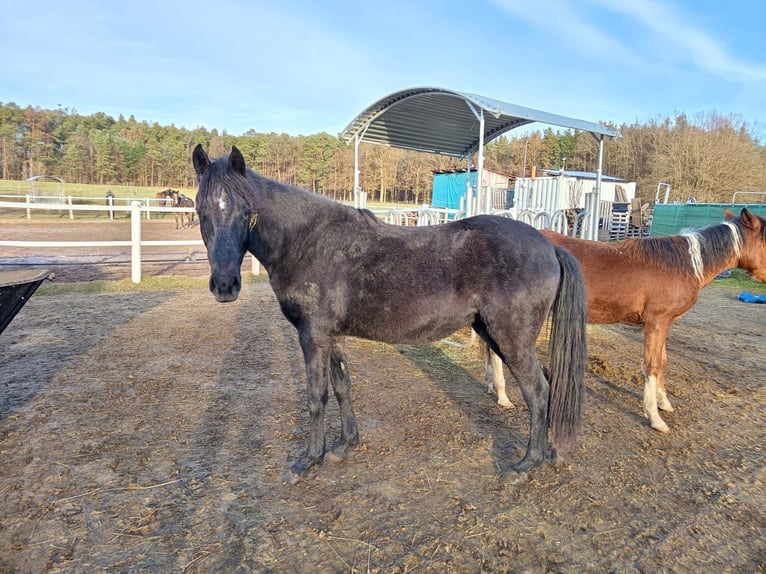 Paso Fino Klacz 1 Rok 140 cm in WiesentheidWiesentheid