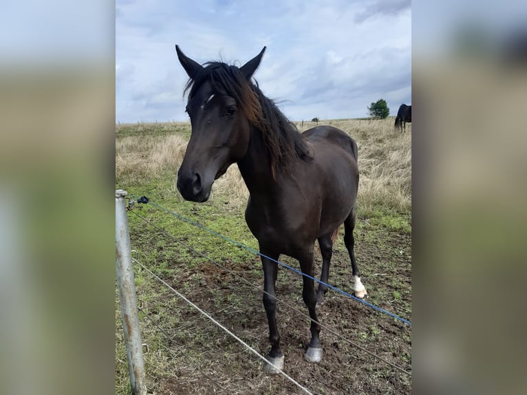 Paso Fino Mix Klacz 3 lat 148 cm Kara in Morsbach