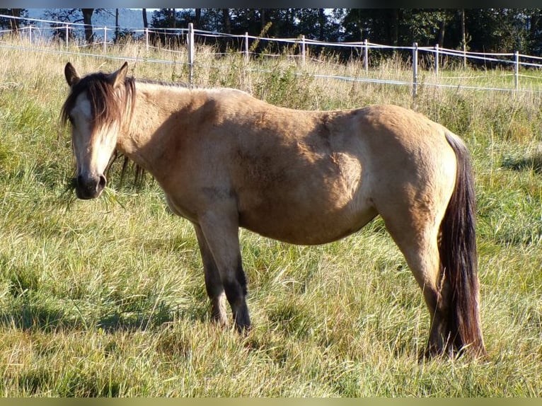 Paso Fino Mix Klacz 4 lat 120 cm Jelenia in Arnbruck