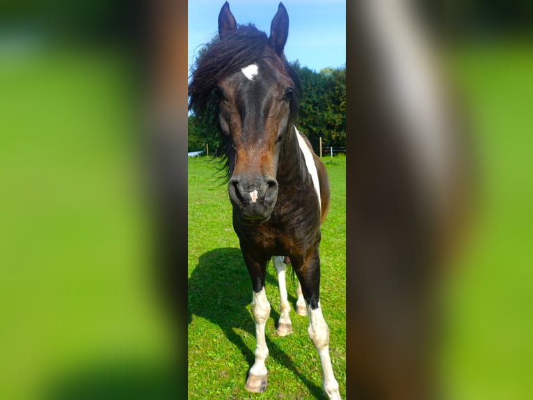 Paso Fino Klacz 5 lat 142 cm Gniada in Skellefteå