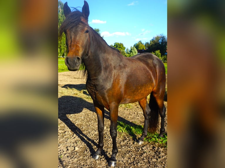 Paso Fino Klacz 5 lat 142 cm Gniada in Skellefteå