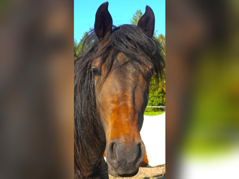 Paso Fino Klacz 5 lat 142 cm Gniada in Skellefteå