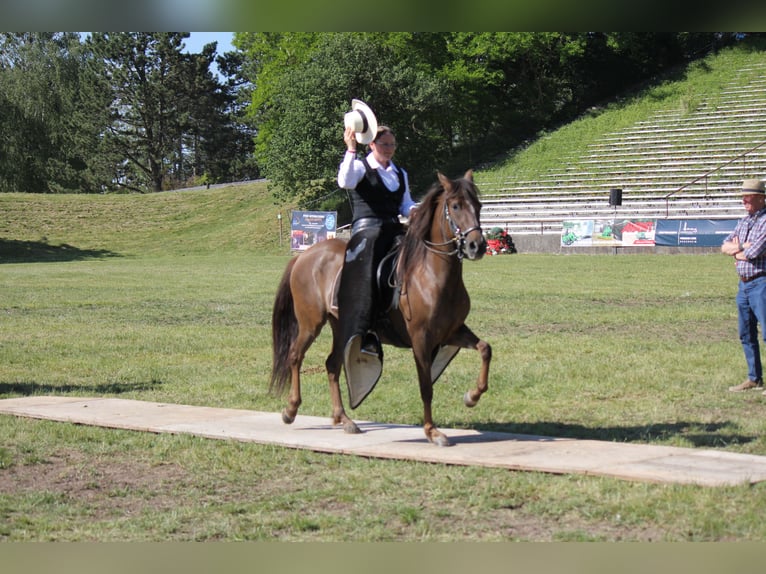 Paso Fino Klacz 6 lat 142 cm Ciemnokasztanowata in Aletshausen