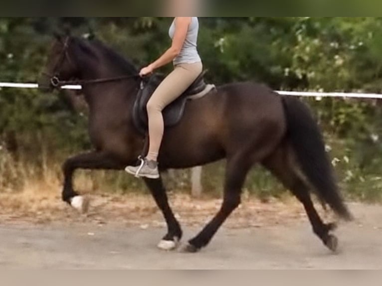 Paso Fino Klacz Źrebak (01/2026) 144 cm Rabicano in Schmelz