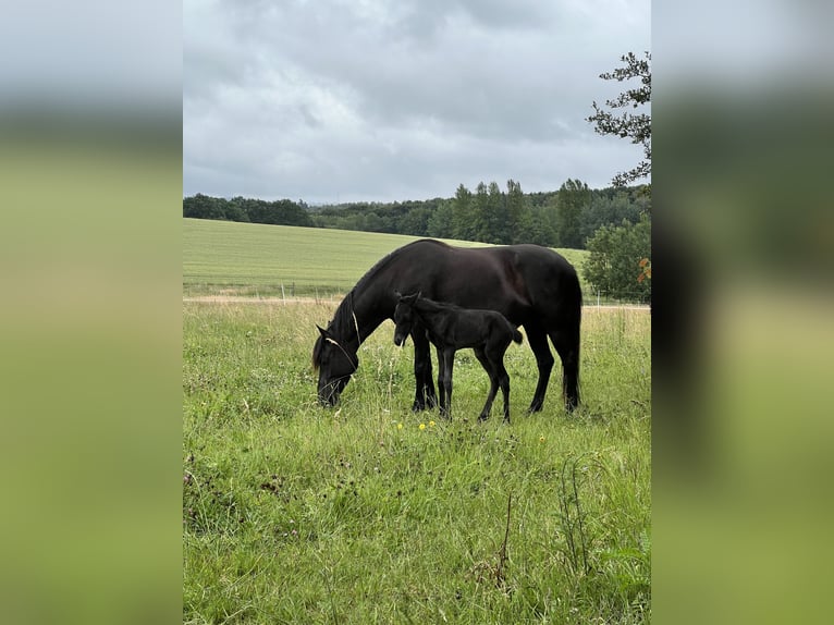 Paso Fino Klacz Źrebak (06/2026) 144 cm Rabicano in Schmelz