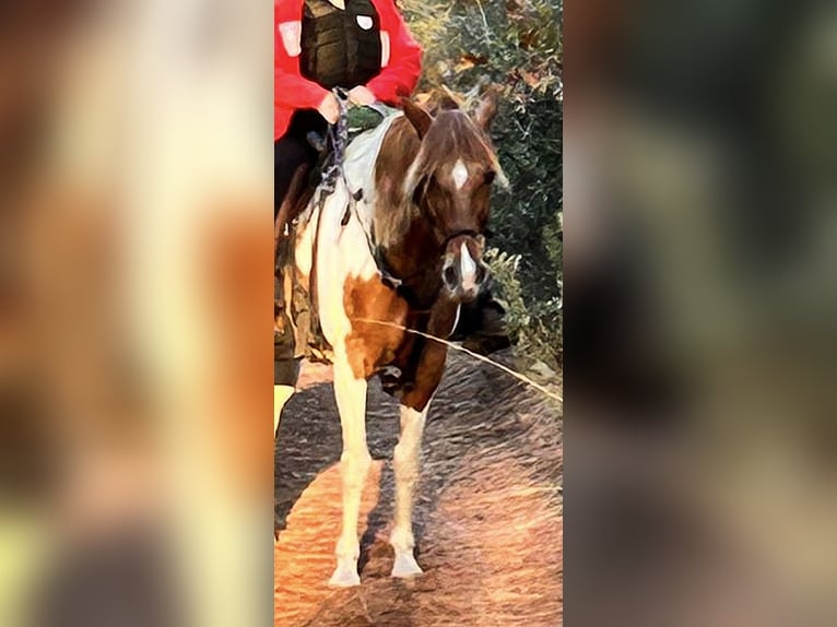 Paso Fino Mare 12 years 13 hh Tobiano-all-colors in Latham