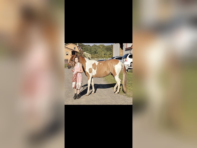 Paso Fino Mare 12 years 13 hh Tobiano-all-colors in Latham