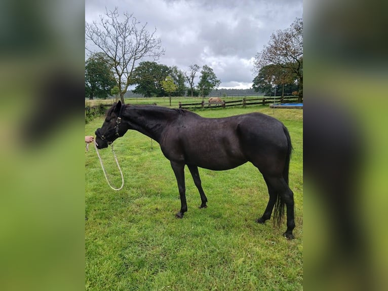 Paso Fino Mare 13 years 13.2 hh Black in Malle