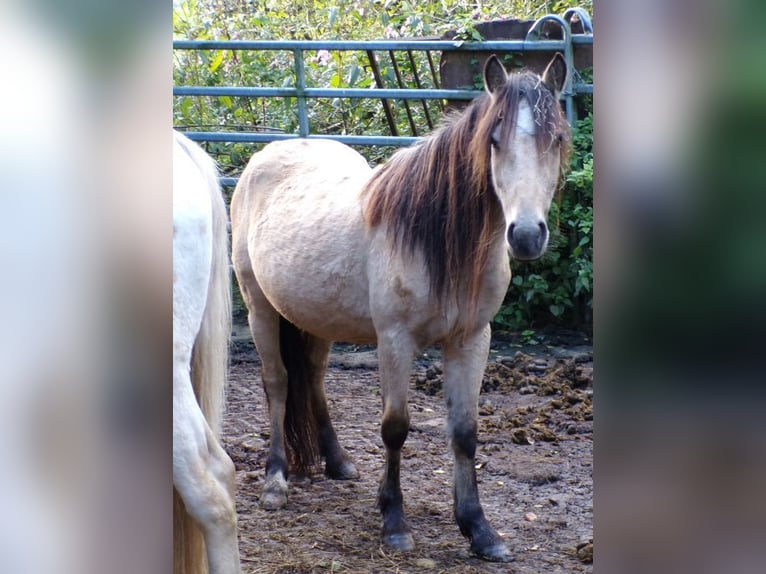 Paso Fino Mix Mare 4 years 11.2 hh Buckskin in Arnbruck