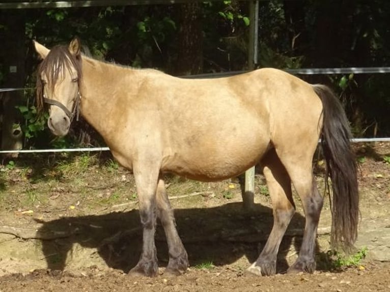 Paso Fino Mix Mare 4 years 11.2 hh Buckskin in Arnbruck