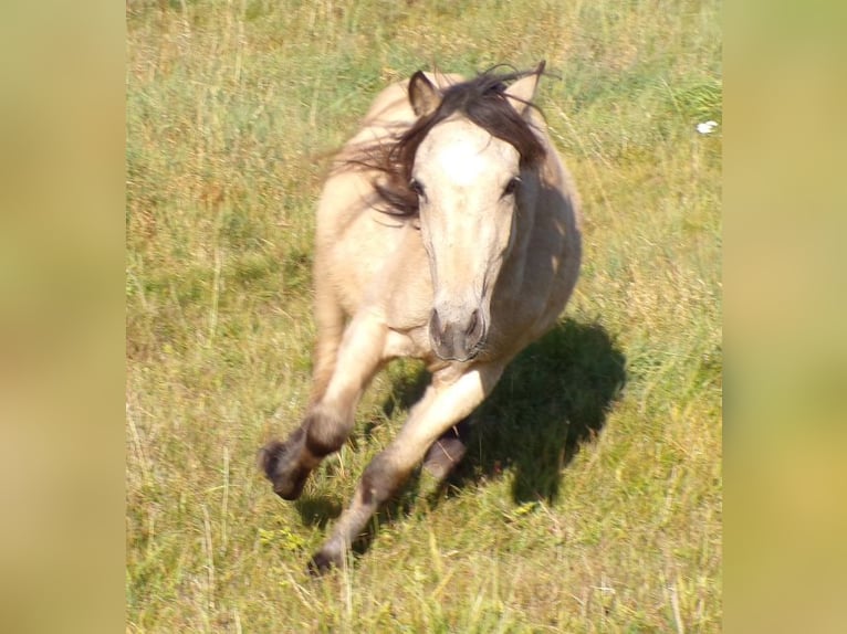 Paso Fino Mix Mare 4 years 11.2 hh Buckskin in Arnbruck
