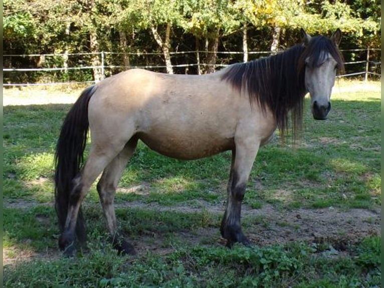 Paso Fino Mix Mare 4 years 11.2 hh Buckskin in Arnbruck